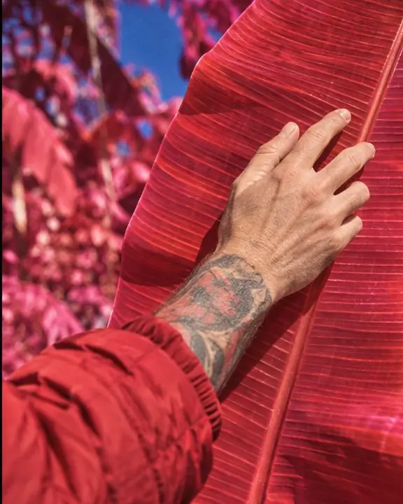 A hand holding a leaf glowing scarlet, red-rendered quilted and hoodie sleeves layered at the wrist